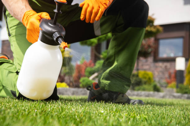 Best Insect Control  in Nederland, CO