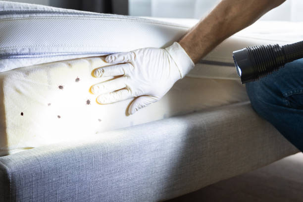 Best Pest Inspection Near Me  in Nederland, CO