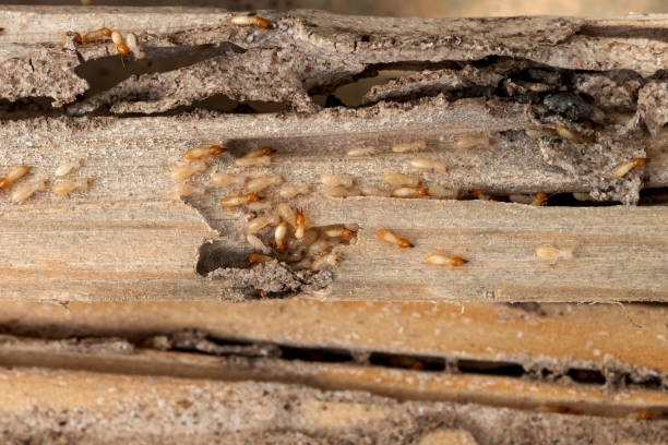 Best Flea Control Services  in Nederland, CO