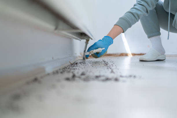 Best Wasp Removal Services  in Nederland, CO